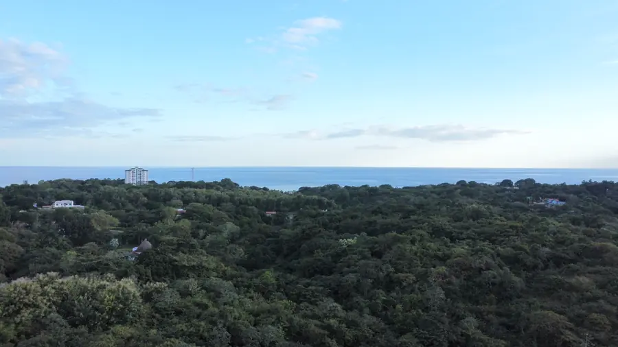 Aerial view of the Punta Barco forest toward the horizon