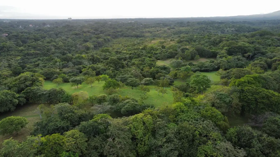 Forest canopy