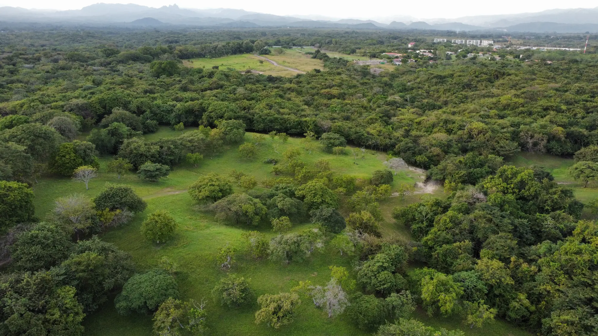 Aerial view of the forest and meadows at Punta Barco