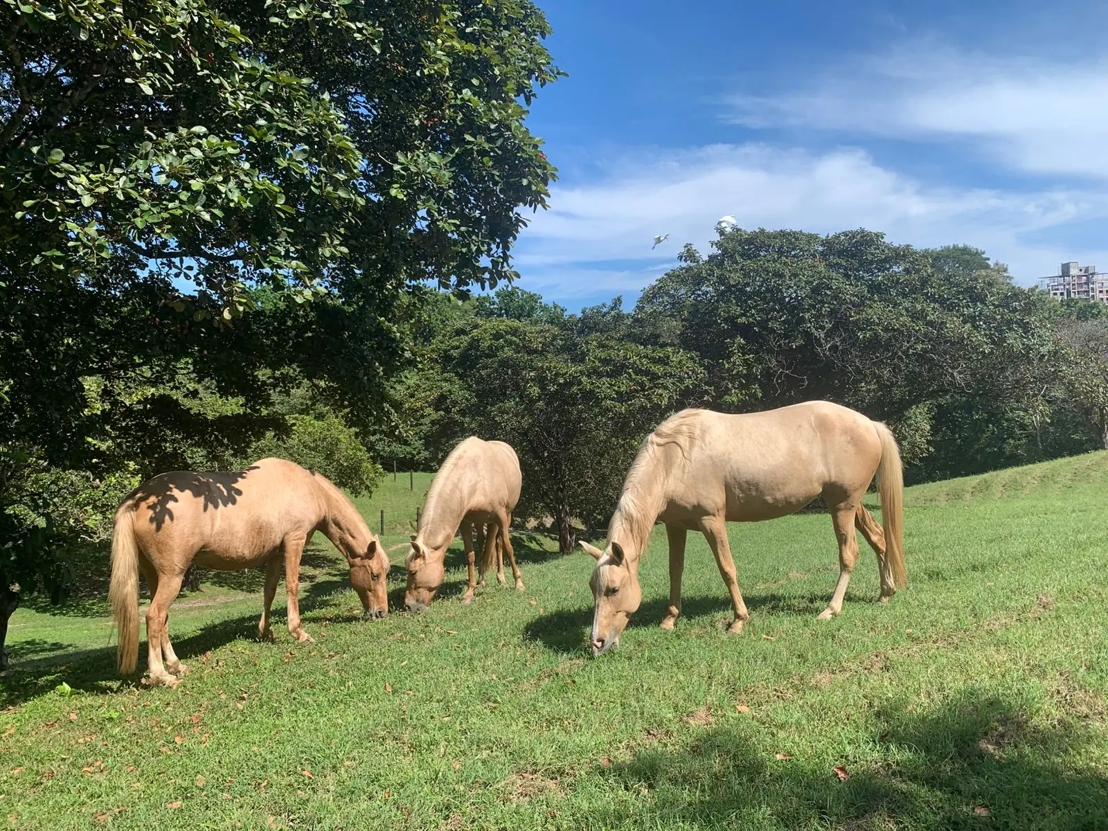 Horses under the trees