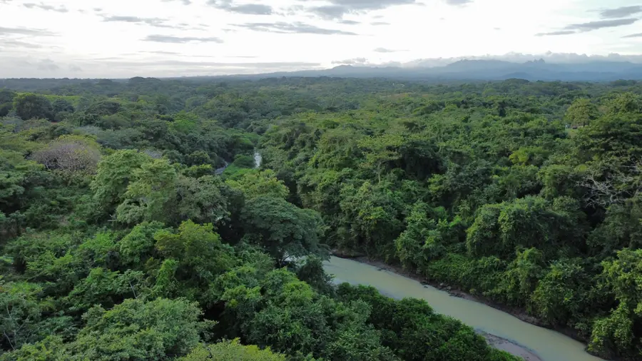 River bend through the forest