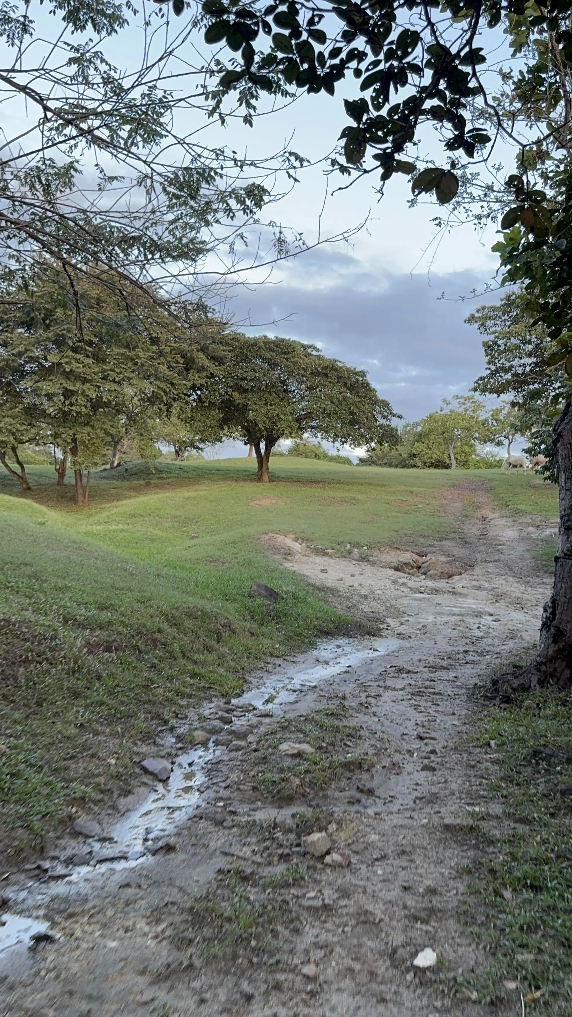 Dirt path between trees