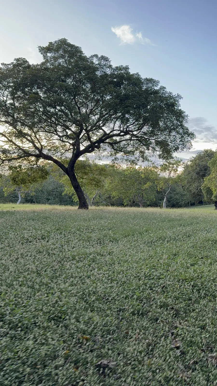 Tree in the meadow