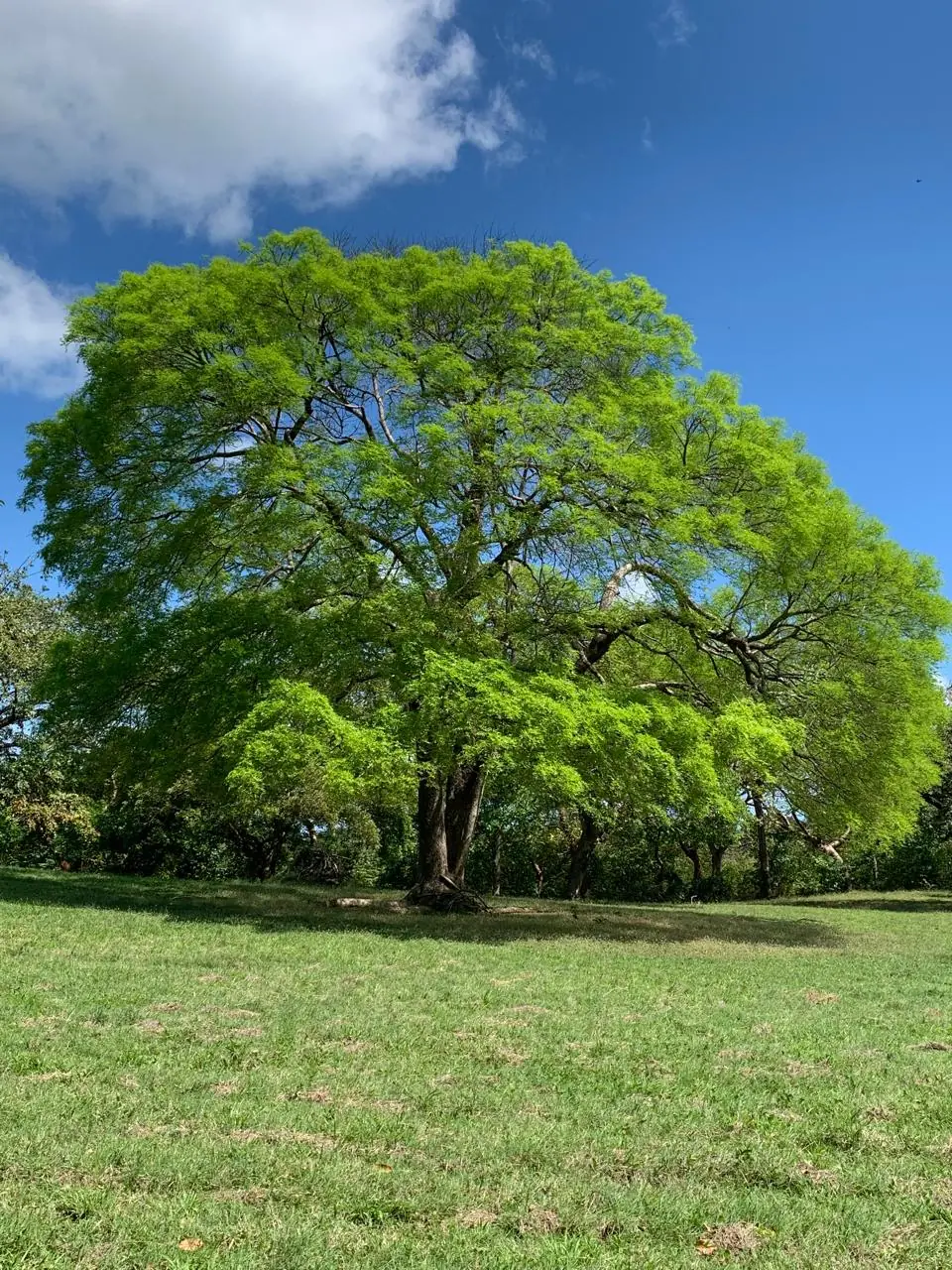 Broad-canopied tree in a meadow